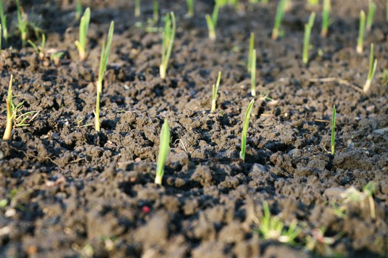 Commercial Grass Cutting