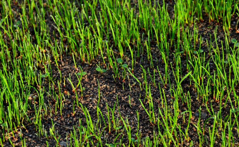 Commercial Grass Cutting