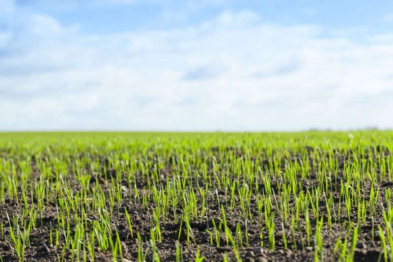 Commercial Grass Cutting