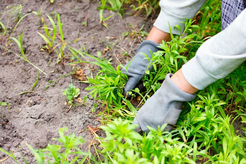 Poison Oak Removal in Newark, DE