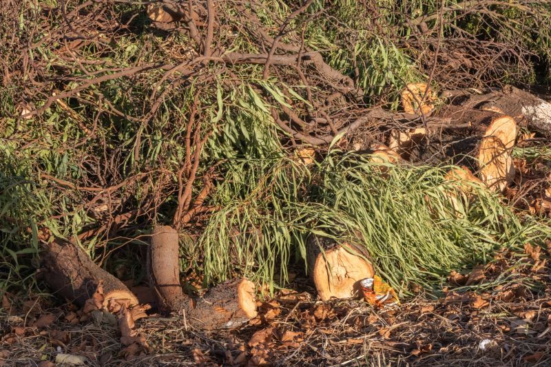 Tree Limb Cleanup in Honolulu, HI