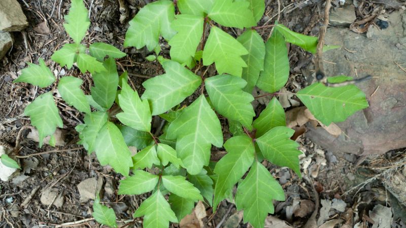 Poison Ivy Removal in Lancaster, PA